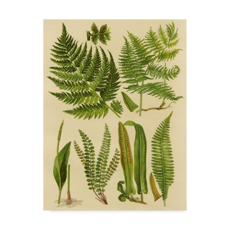 Vision Studio 'Fern Collection I' Canvas Art,24x32